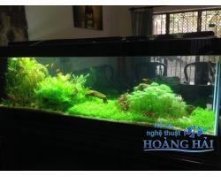 Hồ cá thủy sinh