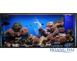 Hồ cá cảnh biển