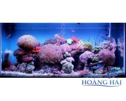 Hồ cá cảnh biển
