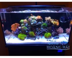 Hồ cá cảnh biển