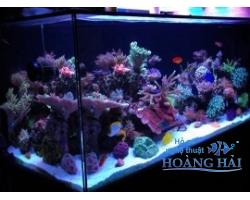 Hồ cá cảnh biển