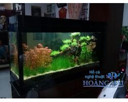 Hồ cá thủy sinh